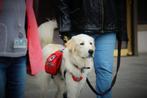 Service dogs help veterans with PTSD